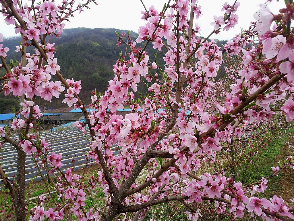 성삼이네 이미지