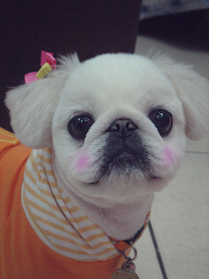 나는 애견미용사 입니다 | 인스티즈