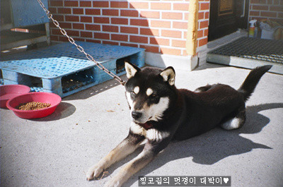 대박이집 이미지