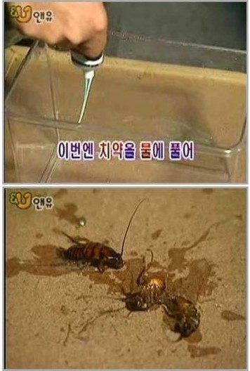 군대에 바퀴벌레가없는이유 | 인스티즈