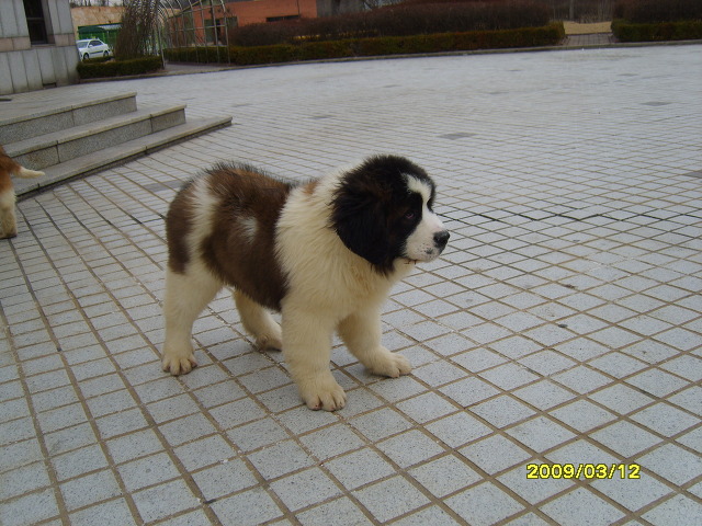똘이2 이미지