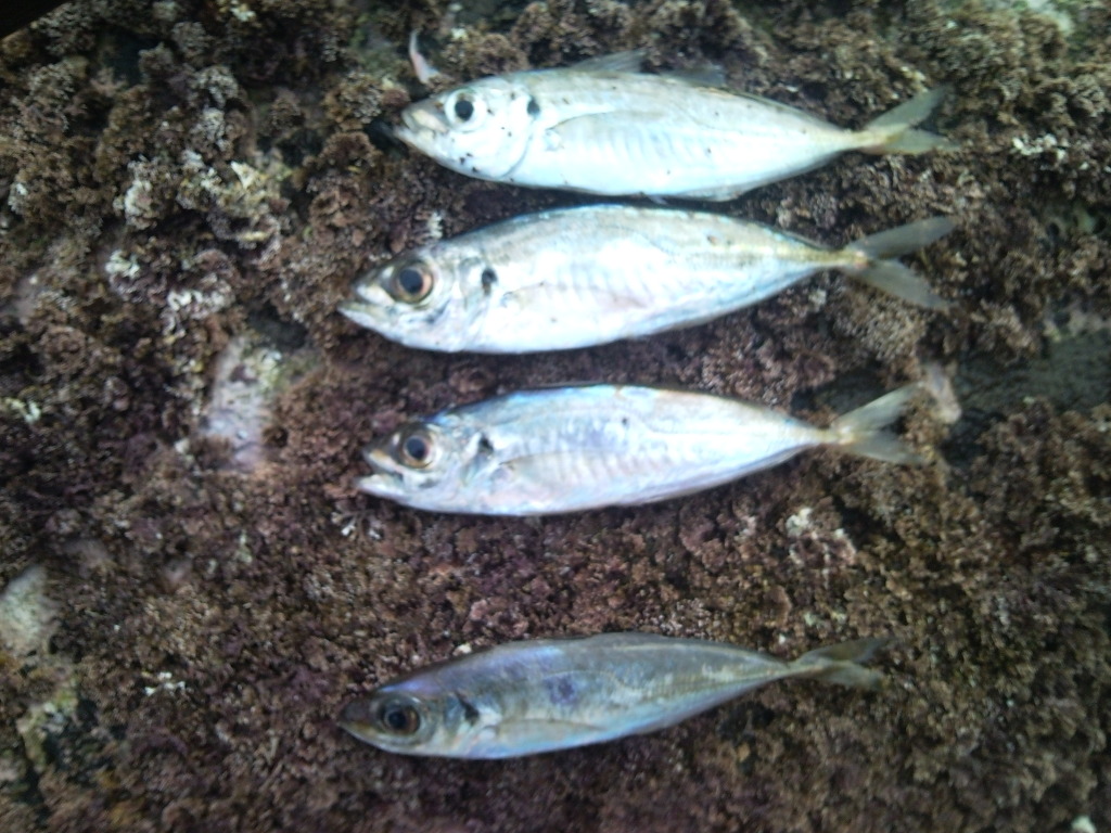 고도리김밥 이미지