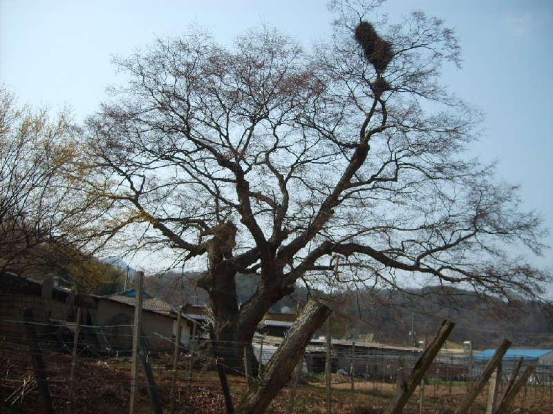 삼정골 이미지