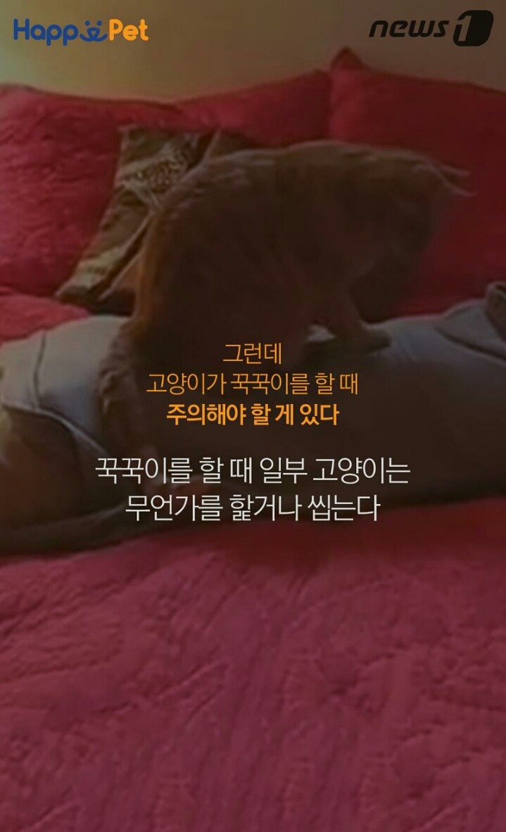 꾹꾹이라 하면 당연히 고냥이부르는거지! | 인스티즈