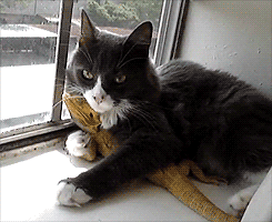 친화력 좋은 고양이들.gif | 인스티즈
