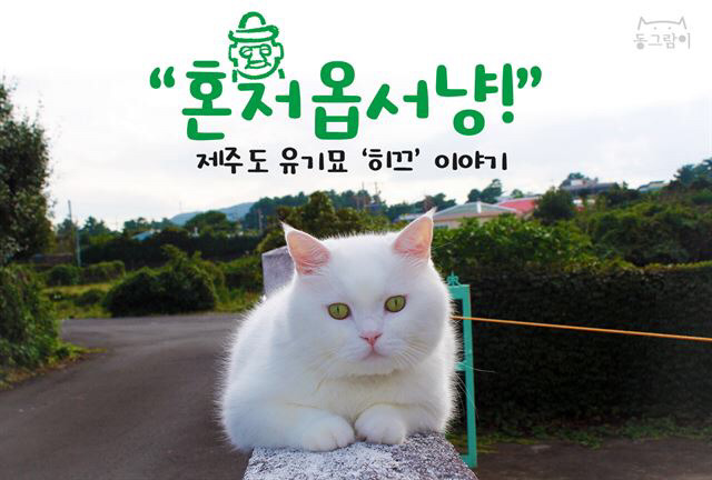 혼저 이미지