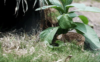 나처럼 귀여운 아기사슴 모음.gif | 인스티즈