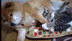 팔이 저린 시바.gif | 인스티즈