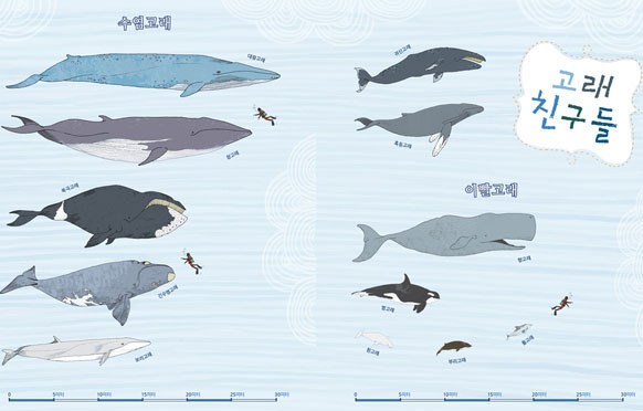 범고래가 돌고래만한줄알았던 한낱먼지같은 나여시가 범고래크기를찾아봤어요ㅇㅅㅇ)/ | 인스티즈