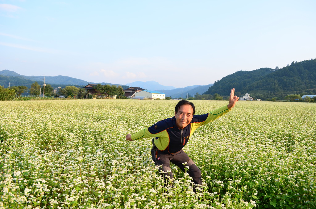 평창메밀 이미지