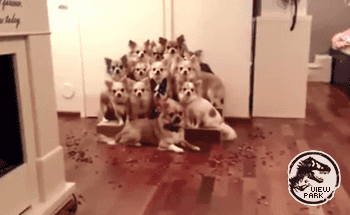 사진촬영 멍뭉이들 | 인스티즈