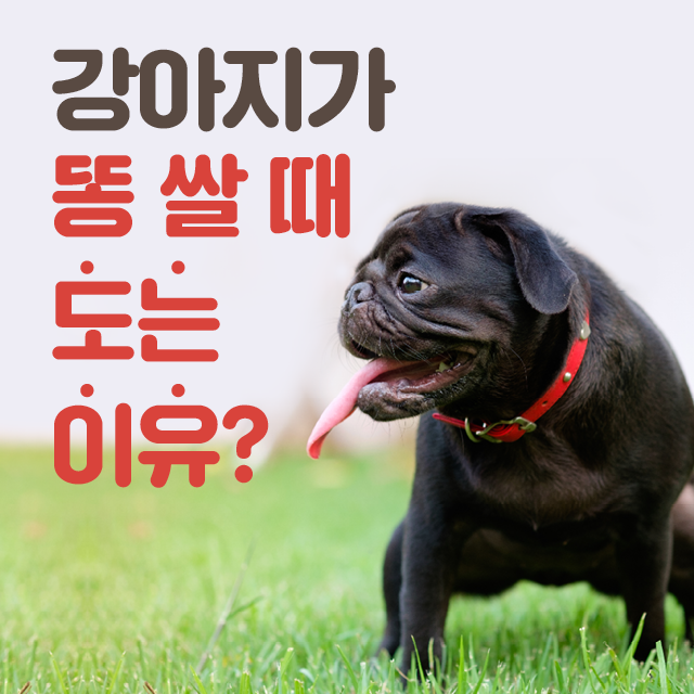 강아지가 똥 쌀 때 도는 이유!!!!!! | 인스티즈