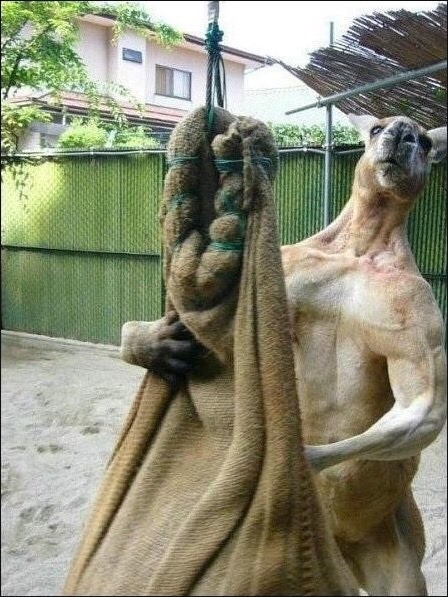 캥거루의 실체.jpg | 인스티즈
