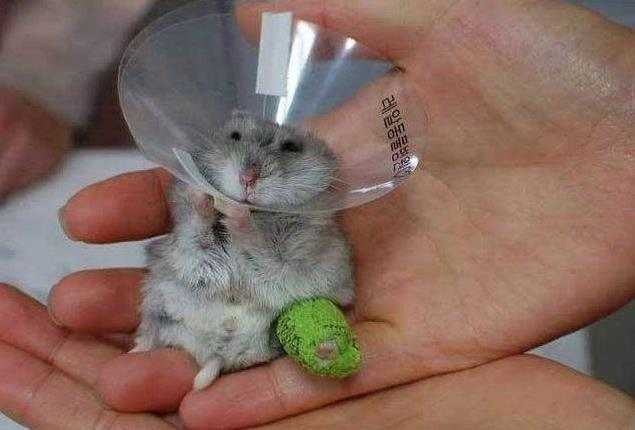 깁스 이미지