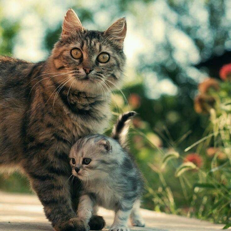 냥이는 냥이를 낳는다.jpgif | 인스티즈