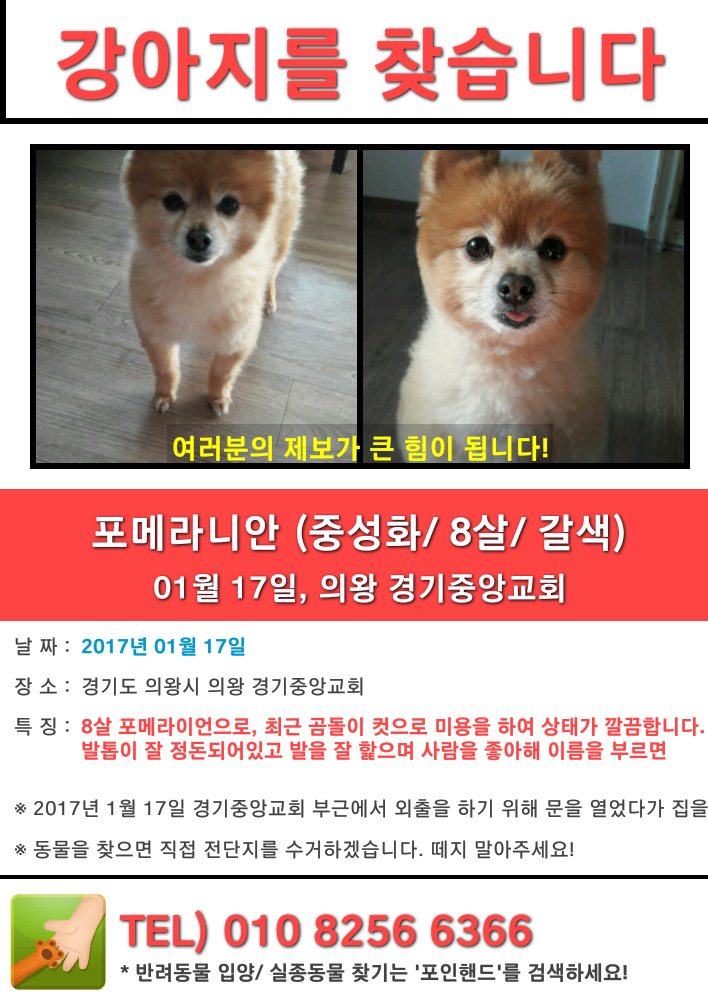 강아지를 찾습니다 의왕/안양사시는 분들 한번만 봐주세요+아가 찾았어요! | 인스티즈