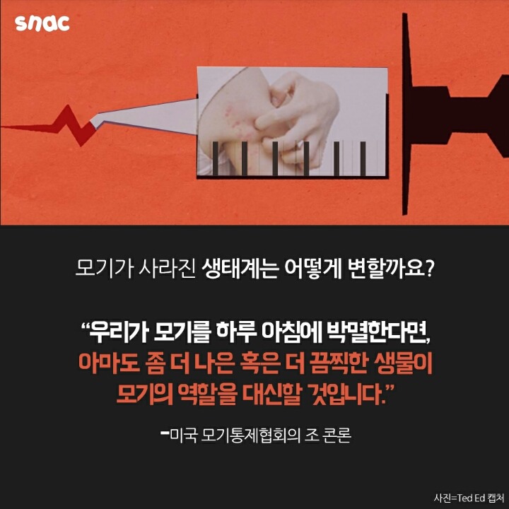 모기와 초콜릿의 평행이론 | 인스티즈