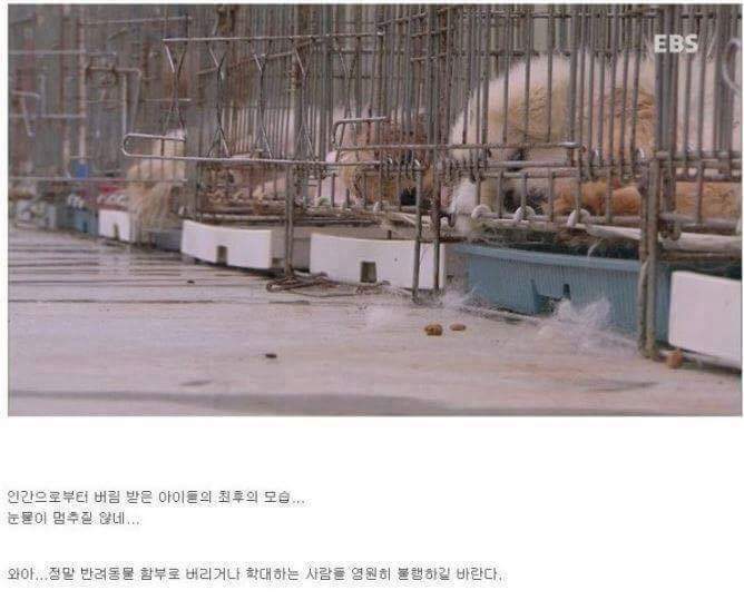 나는 아직 살수 있는데 왜 죽으라하나요 | 인스티즈
