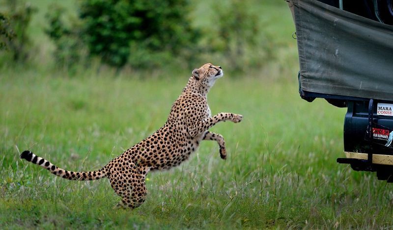 아프리카 치타 체험.jpg | 인스티즈