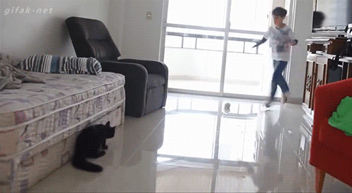 부폰부폰 열매먹은 고양이 | 인스티즈