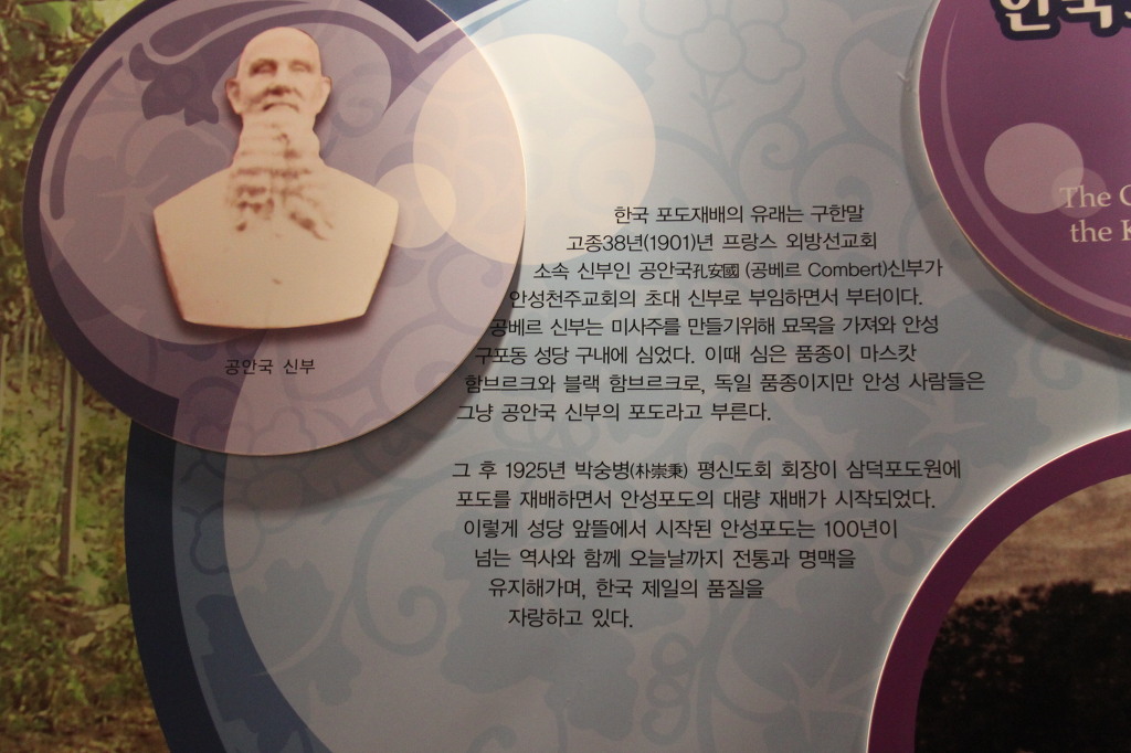 안성서운포도 이미지