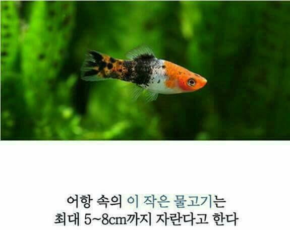 코이 이미지