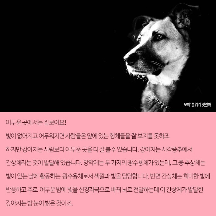 강아지가 보는 세상 | 인스티즈