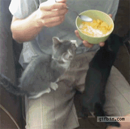 시리얼 뺏어먹겠다는 의지 .gif | 인스티즈