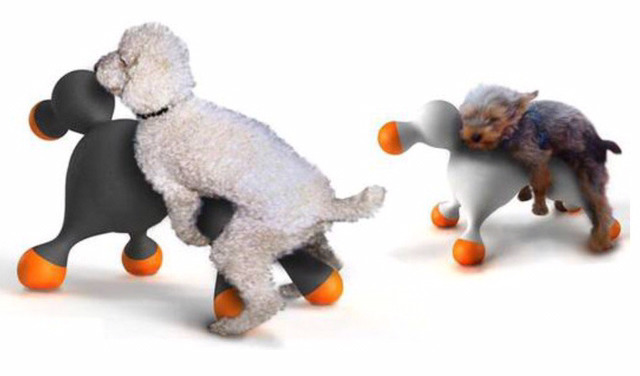 강아지 자위기구 | 인스티즈