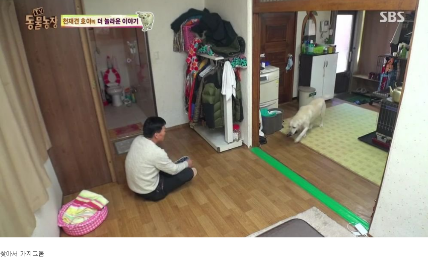 동물농장 완전 똑똑한 멍멍이 | 인스티즈