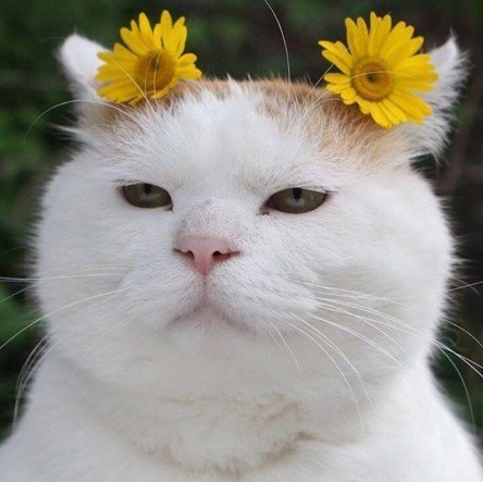고_유 이미지