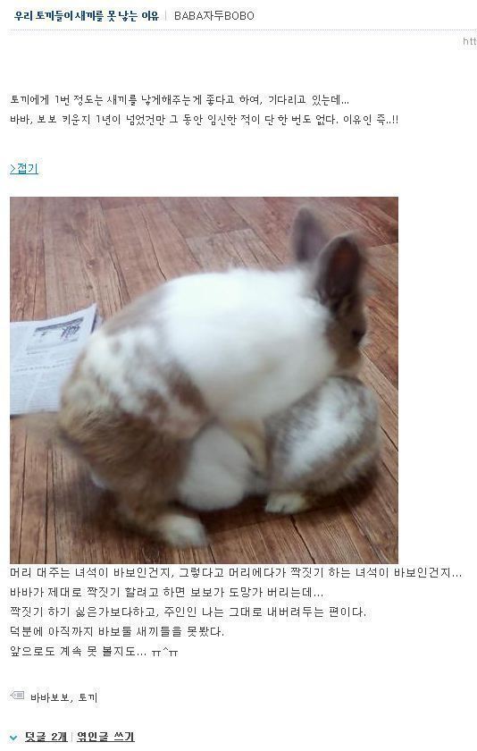 이 집 토끼들이 새끼를 못 낳는 이유 | 인스티즈
