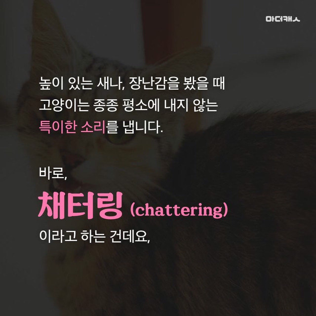 고양이채터링의진실 | 인스티즈