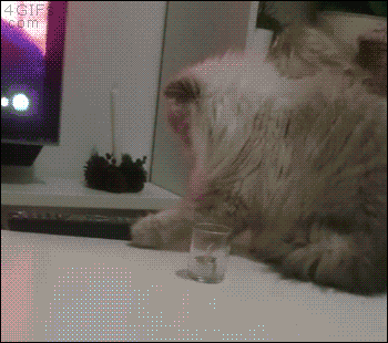 [움짤] 집사 농락하는 고양이. gif | 인스티즈