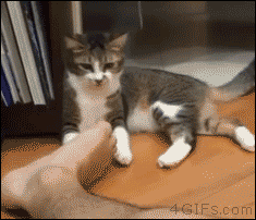 [데이터주의] 고양이-고양이-고양이-고양이-고양이-Cat.gif | 인스티즈