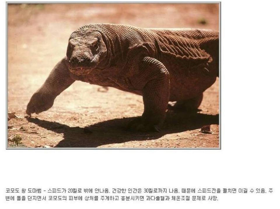 동물이랑 1대1로 싸워서 이기는 방법 개꿀팁. jpg | 인스티즈