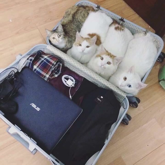 고양이 종특 | 인스티즈