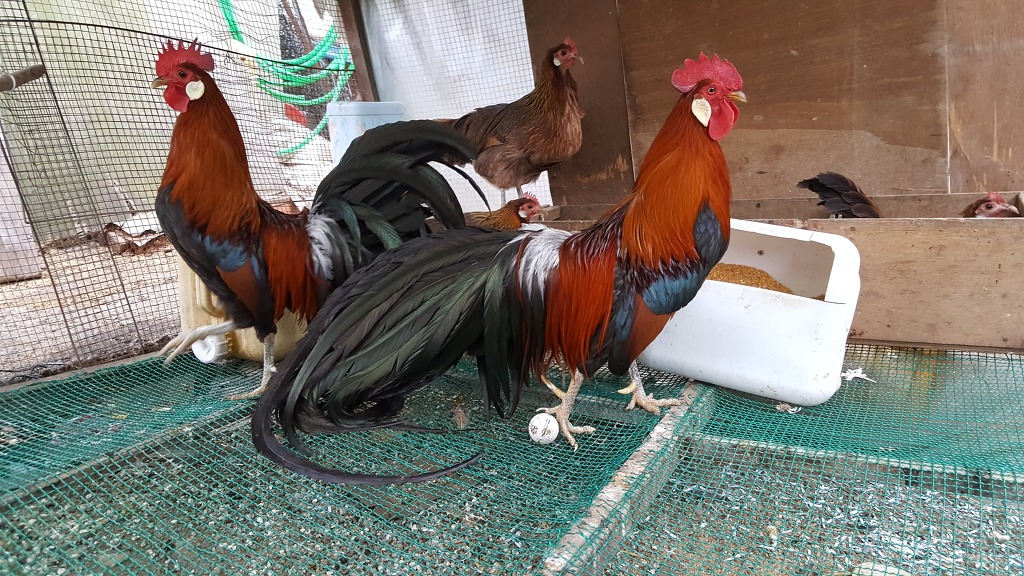 동천홍 이미지