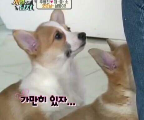 [개밥주는남자] 웰시코기 삼둥이 대중소 식탐고치기 (feat.갓형욱) | 인스티즈