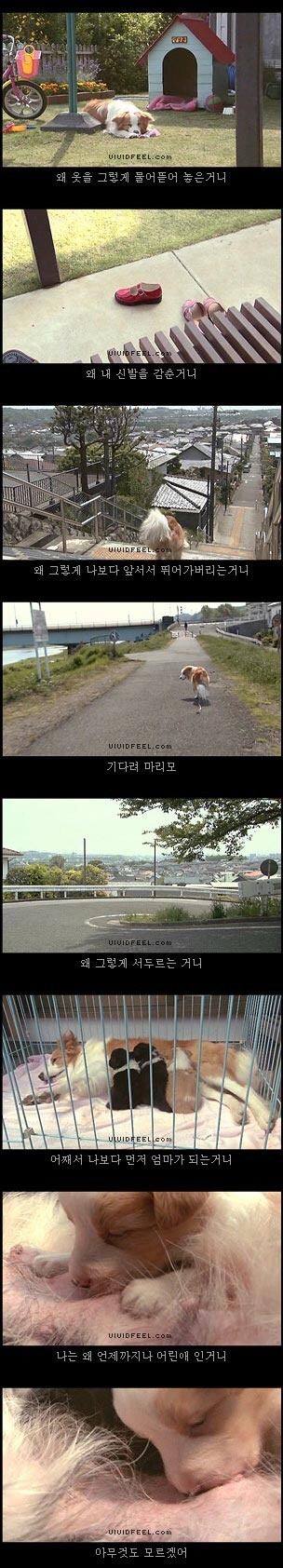 [눈물주의슬픔주의] 강아지의 일생 | 인스티즈