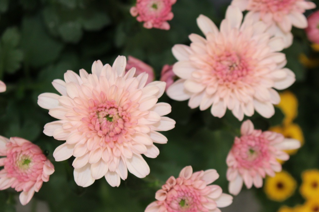 2252BD395263C403097B88