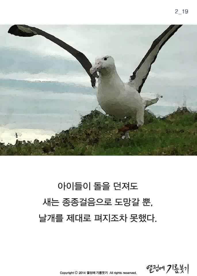 날개가 너무 커서 날지 못하는 새 | 인스티즈
