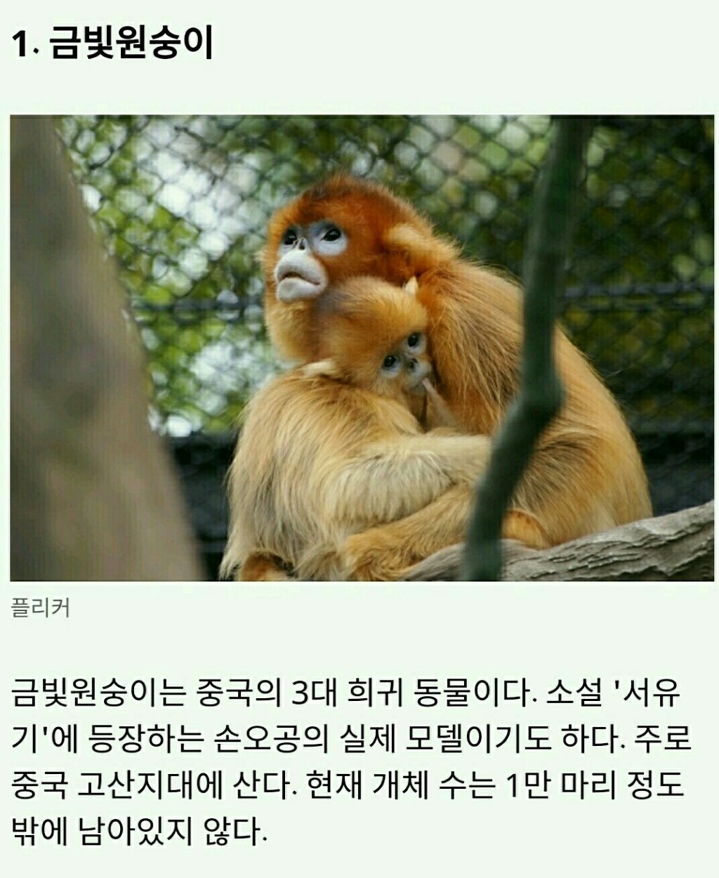 멸종위기에 놓인 귀여운 동물 10가지 | 인스티즈