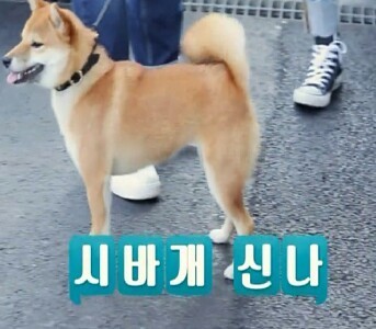 [마리와나] 약 빨고 쓰는 거 같은 마리와 나 자막ㅋㅋㅋㅋㅋㅋㅋㅋ | 인스티즈