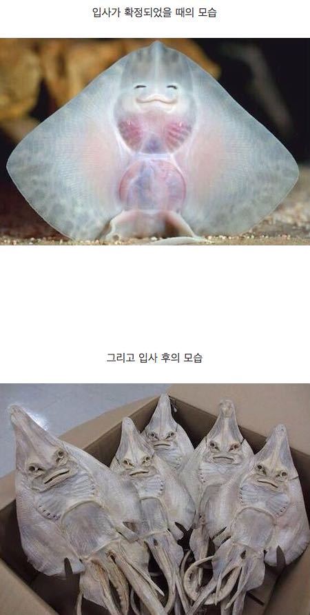 신입사원의 변화 | 인스티즈