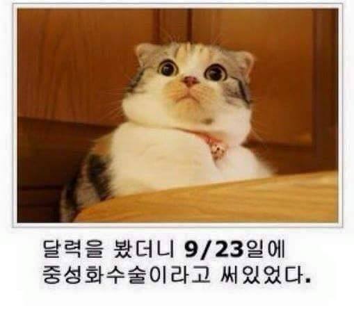 고양이 시리즈.jpg | 인스티즈