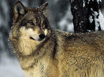 잘 동물 | 인스티즈