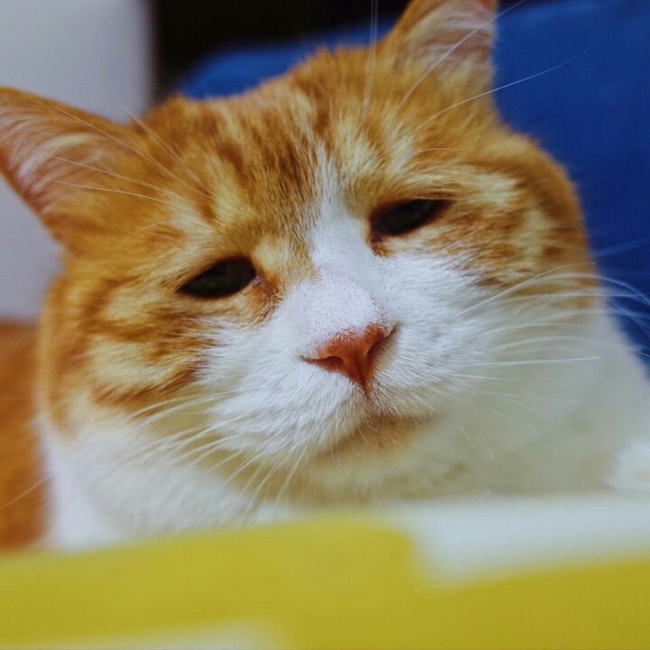 사연많아 보이는 고양이 | 인스티즈