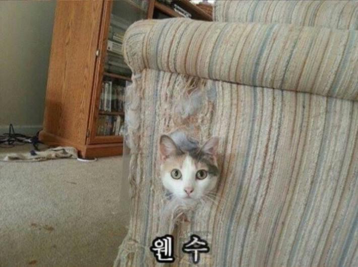 냥이들의 은신 레벨 | 인스티즈