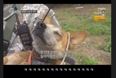 맷돼지 사냥꾼 레전드 ㅋㅋㅋㅋㅋㅋㅋㅋ | 인스티즈